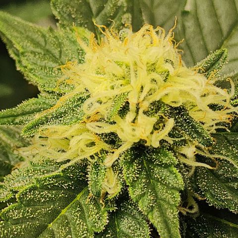 Sweet momma  growlog timeline photo