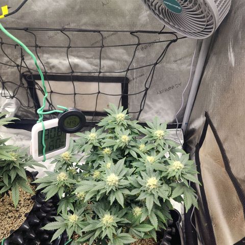 Sweet momma  growlog timeline photo
