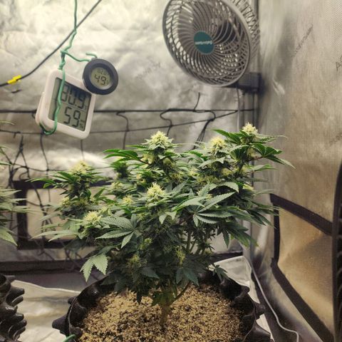 Sweet momma  growlog timeline photo