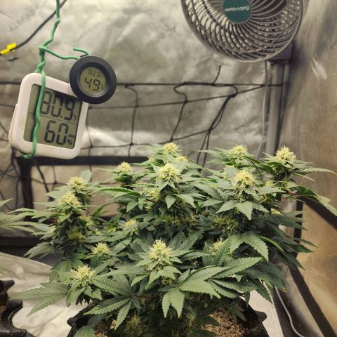 Sweet momma  growlog timeline photo