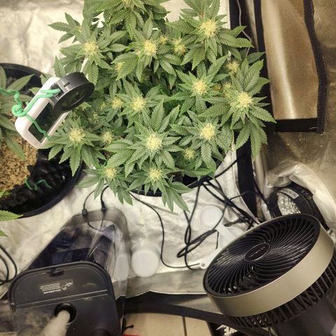 Sweet momma  growlog timeline photo