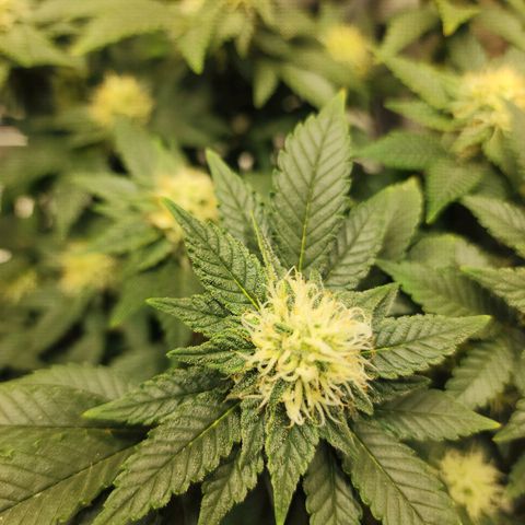 Sweet momma  growlog timeline photo