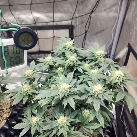 Sweet momma  growlog timeline photo