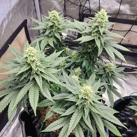 Lady p growlog timeline photo