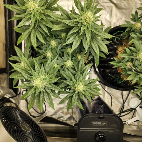 Lady p growlog timeline photo
