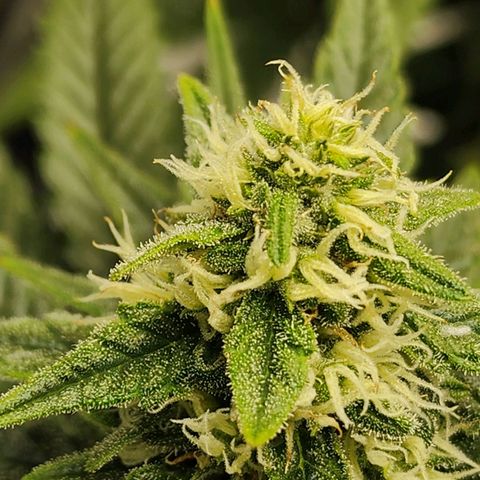 Lady p growlog timeline photo