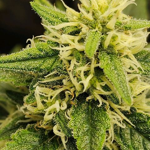 Lady p growlog timeline photo