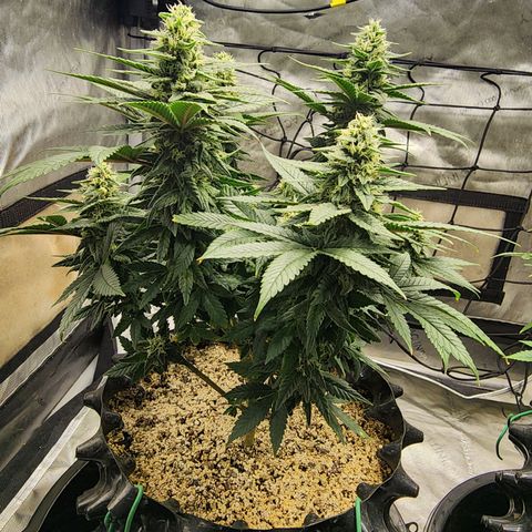 Lady p growlog timeline photo