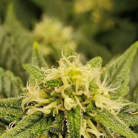 Lady p growlog timeline photo