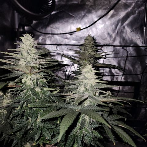 Lady p growlog timeline photo