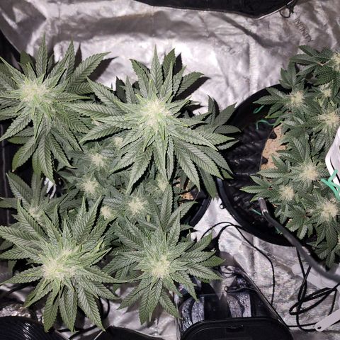 Lady p growlog timeline photo