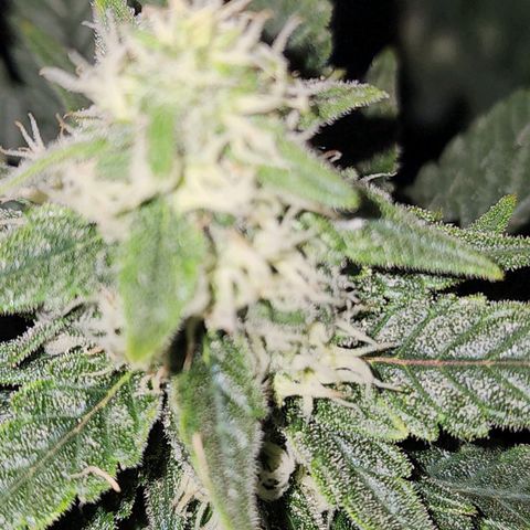 Lady p growlog timeline photo
