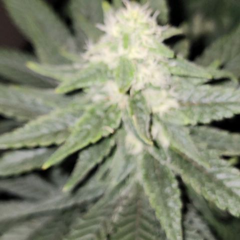 Lady p growlog timeline photo