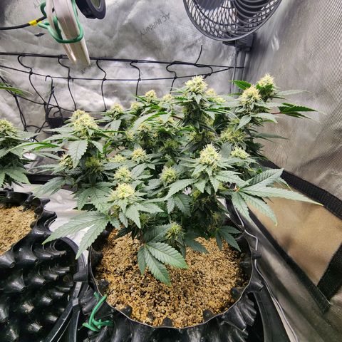 Sweet momma  growlog timeline photo