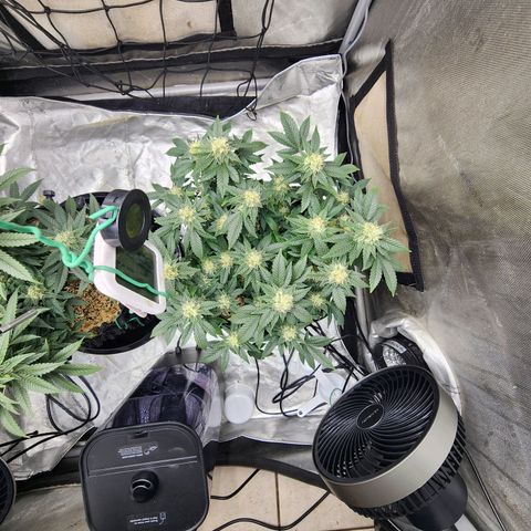 Sweet momma  growlog timeline photo