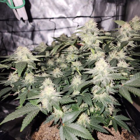Sweet momma  growlog timeline photo