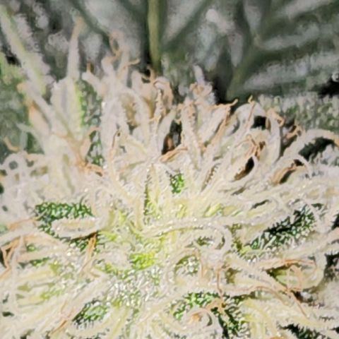 Sweet momma  growlog timeline photo