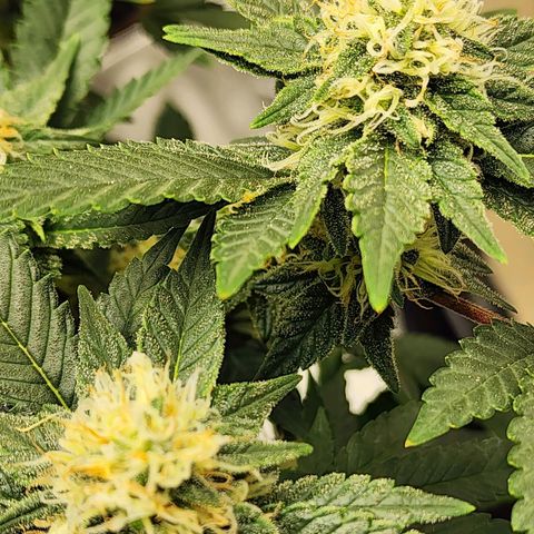 Sweet momma  growlog timeline photo