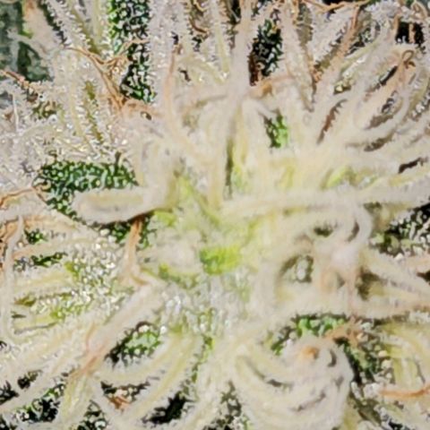 Sweet momma  growlog timeline photo