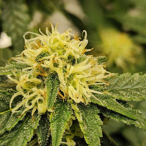 Sweet momma  growlog timeline photo