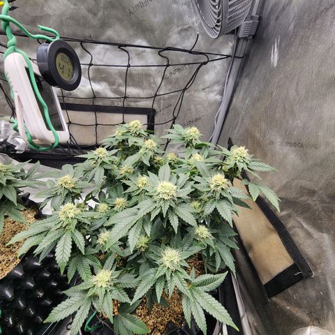 Sweet momma  growlog timeline photo
