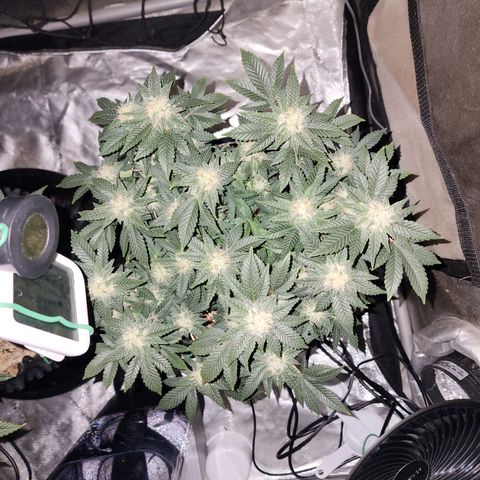 Sweet momma  growlog timeline photo