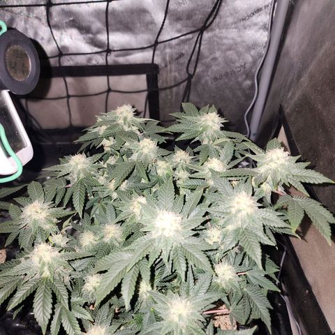 Sweet momma  growlog timeline photo