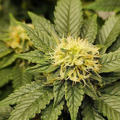 Sweet momma  growlog timeline photo