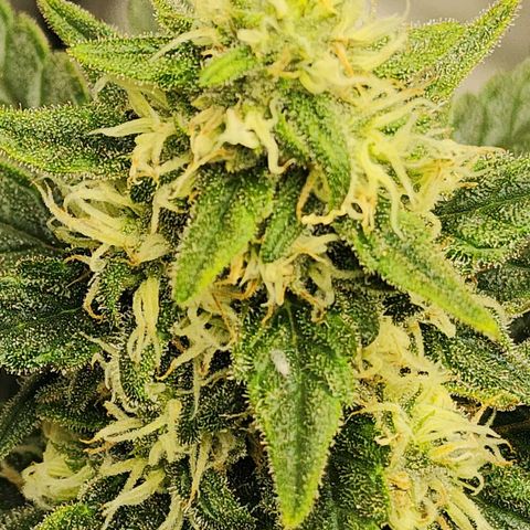 Lady p growlog timeline photo