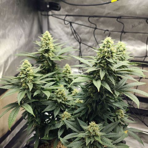 Lady p growlog timeline photo