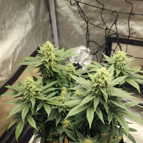 Lady p growlog timeline photo
