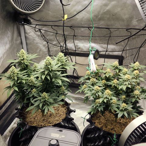 Lady p growlog timeline photo