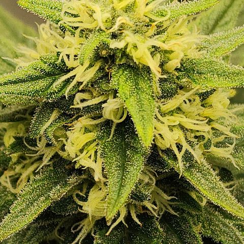 Lady p growlog timeline photo
