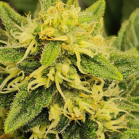 Lady p growlog timeline photo