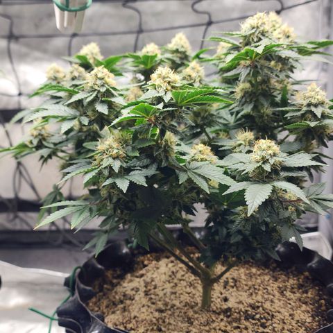 Sweet momma  growlog timeline photo