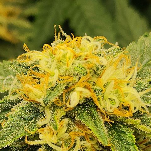 Sweet momma  growlog timeline photo