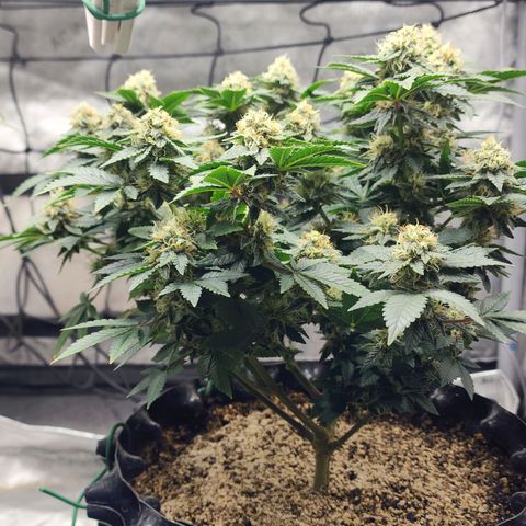 Sweet momma  growlog timeline photo