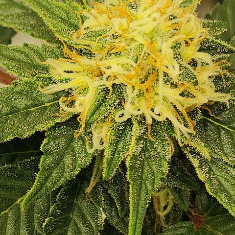 Sweet momma  growlog timeline photo