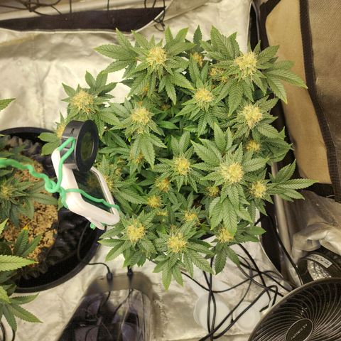 Sweet momma  growlog timeline photo