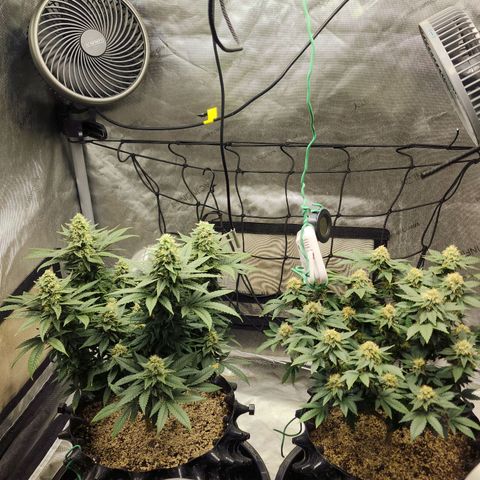 Sweet momma  growlog timeline photo