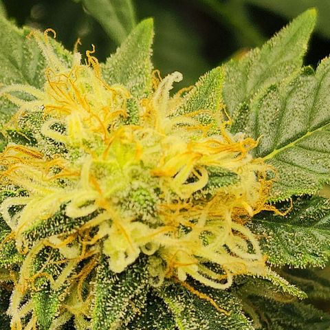 Sweet momma  growlog timeline photo