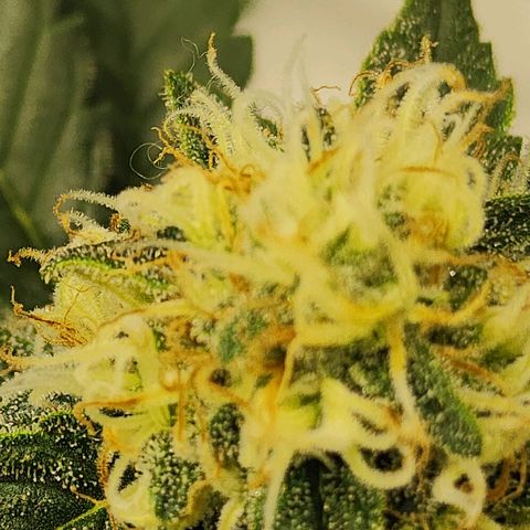 Sweet momma  growlog timeline photo