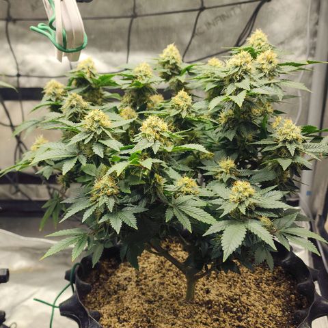 Sweet momma  growlog timeline photo