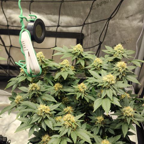 Sweet momma  growlog timeline photo