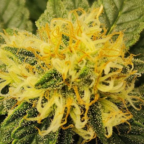 Sweet momma  growlog timeline photo