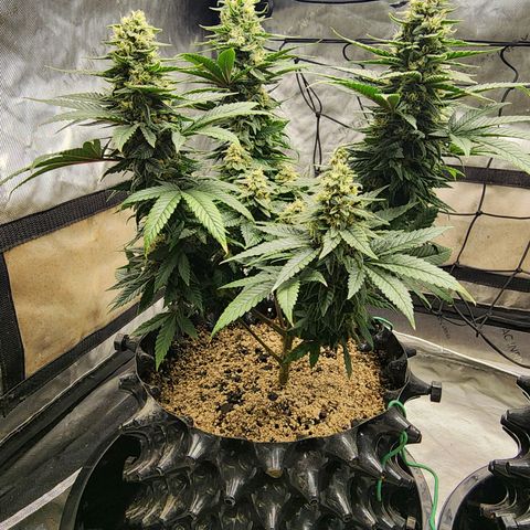 Lady p growlog timeline photo