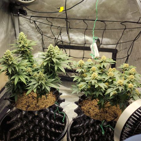 Lady p growlog timeline photo