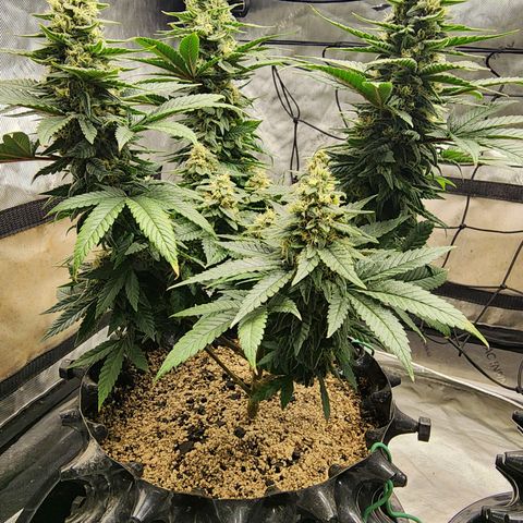Lady p growlog timeline photo