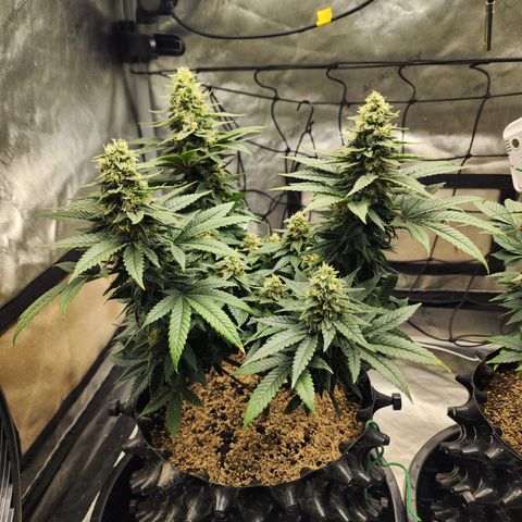 Lady p growlog timeline photo