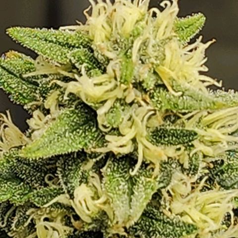 Lady p growlog timeline photo